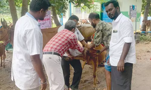 கால்நடைகளுக்கு நோய் தடுப்பு விழிப்புணர்வு முகாம்