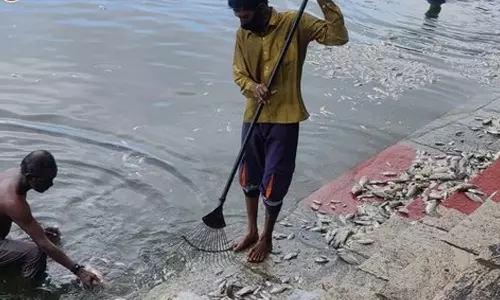 கபாலீஸ்வரர் கோவில் குளத்தில் செத்து மிதந்த மீன்கள்