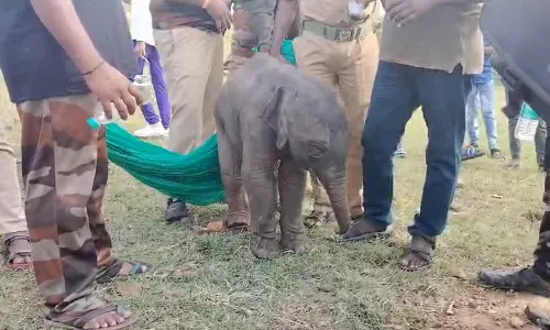 பிரசவத்தின்போது பெண் யானை மரணம்:குட்டியானையை பராமரிப்புக்காக மீட்ட வனத்துறையினர்