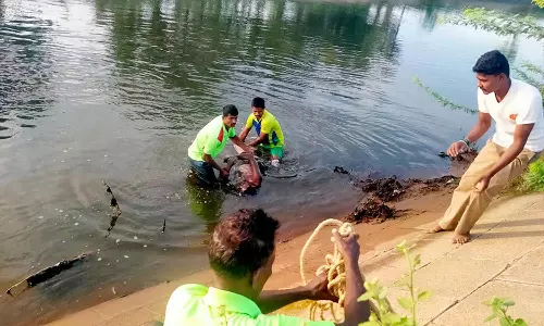கள்ளந்திரி கால்வாயில் மூழ்கி தொழிலாளி பலி
