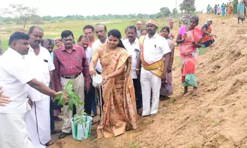 புதுக்கோட்டையில் சீமைக்கருவேல மரங்களை அகற்றி பழமரக்கன்றுகள் நடும் பணி - மாவட்ட கலெக்டர் தொடங்கி வைத்தார்