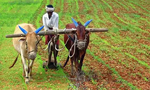 நெற்பயிரில்  ஆனைக் கொம்பன் தாக்குதலை கட்டுப்படுத்திட வழிகள்  - வேளாண்மை இணை இயக்குநர் ஆலோசனை