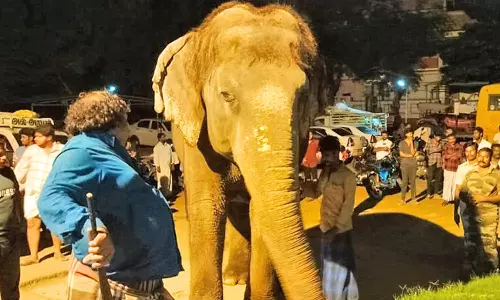 முறையான அனுமதி இன்றி தர்காவில் வளர்க்கப்பட்ட பெண் யானை பறிமுதல்- கண்ணீர் விட்டு அழுத பாகன்