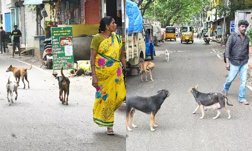 வியாசர்பாடியில் 8 பேரை நாய் கடித்ததால் பொதுமக்கள் பீதி