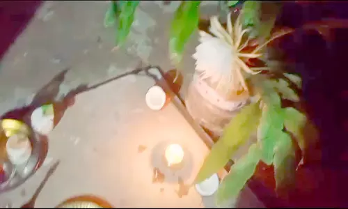 ஆலங்காயத்தில் பூத்த பிரம்ம கமலம் பூ