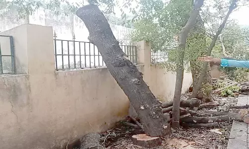 மரங்களை வெட்டியதால் துணை பதிவாளர் மீது நடவடிக்கை எடுக்க வேண்டும்