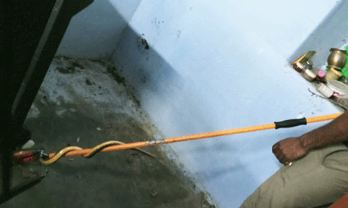 வீட்டில் 5 அடி நீள சாரை பாம்பு