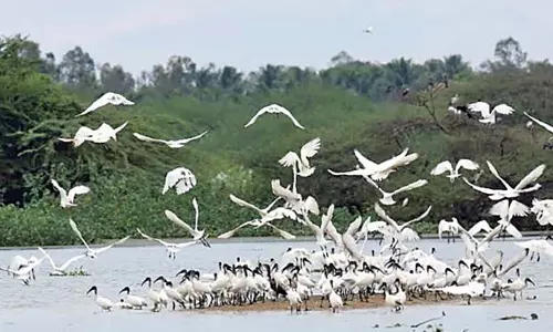 மழையால் நீர்வரத்து அதிகரித்தது: வேடந்தாங்கல் ஏரிக்கு 5 ஆயிரம் வெளிநாட்டு பறவைகள் வருகை
