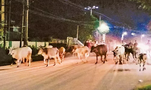 சாலையில் சுற்றித்திரிந்த மாடுகளை நள்ளிரவு வரை விரட்டி, விரட்டி பிடித்த பணியாளர்கள்