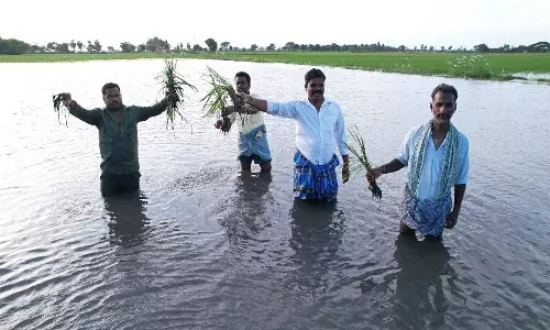 புவனகிரி அருகே 400 ஏக்கர் சம்பா பயிர்கள் தண்ணீரில் மூழ்கியது