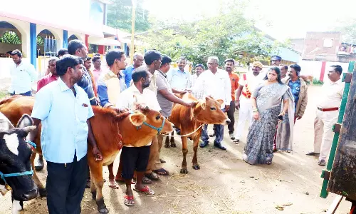 வேலூர் பழைய பஸ் நிலையத்தில் சுற்றித்திரிந்த 5 மாடுகள் பிடிப்பு