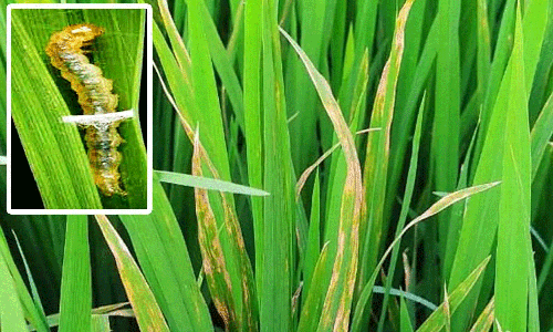 நெல் பயிர்களை இலை சுருட்டு புழுக்களிடம் இருந்து பாதுகாக்கும் வழிமுறைகள்