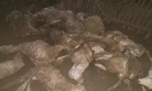 காங்கயம் அருகே வெறிநாய்கள் கடித்து 35 ஆடுகள் பலி