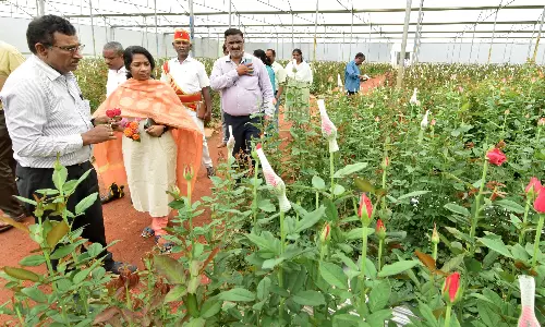 வளர்ச்சி திட்ட பணிகள் குறித்து கலெக்டர் ஆய்வு