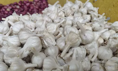 தொடர்ந்து உயர்ந்து வரும் பூண்டு விலை