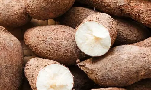 மரவள்ளி கிழங்கு விலை வீழ்ச்சி