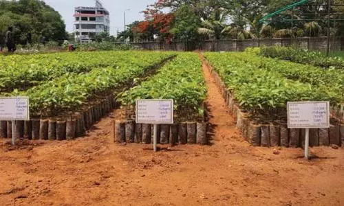 விவசாயிகளுக்கு மரக்கன்றுகள் இலவசமாக வழங்கப்படும்
