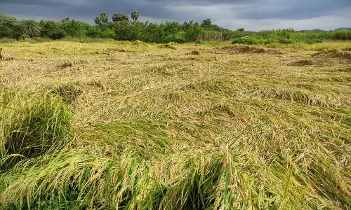 நெற்பயிர்கள் மழை நீரில் மூழ்கி நாசம்