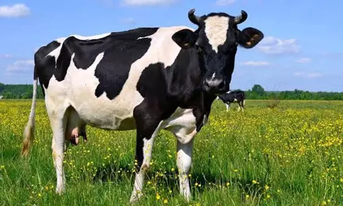 நல்ல மாட்டுக்கு ஒரு சூடு