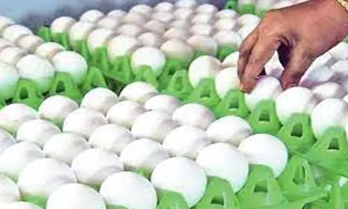 நாமக்கல்லில் முட்டை விலை 15 காசுகள் சரிவு