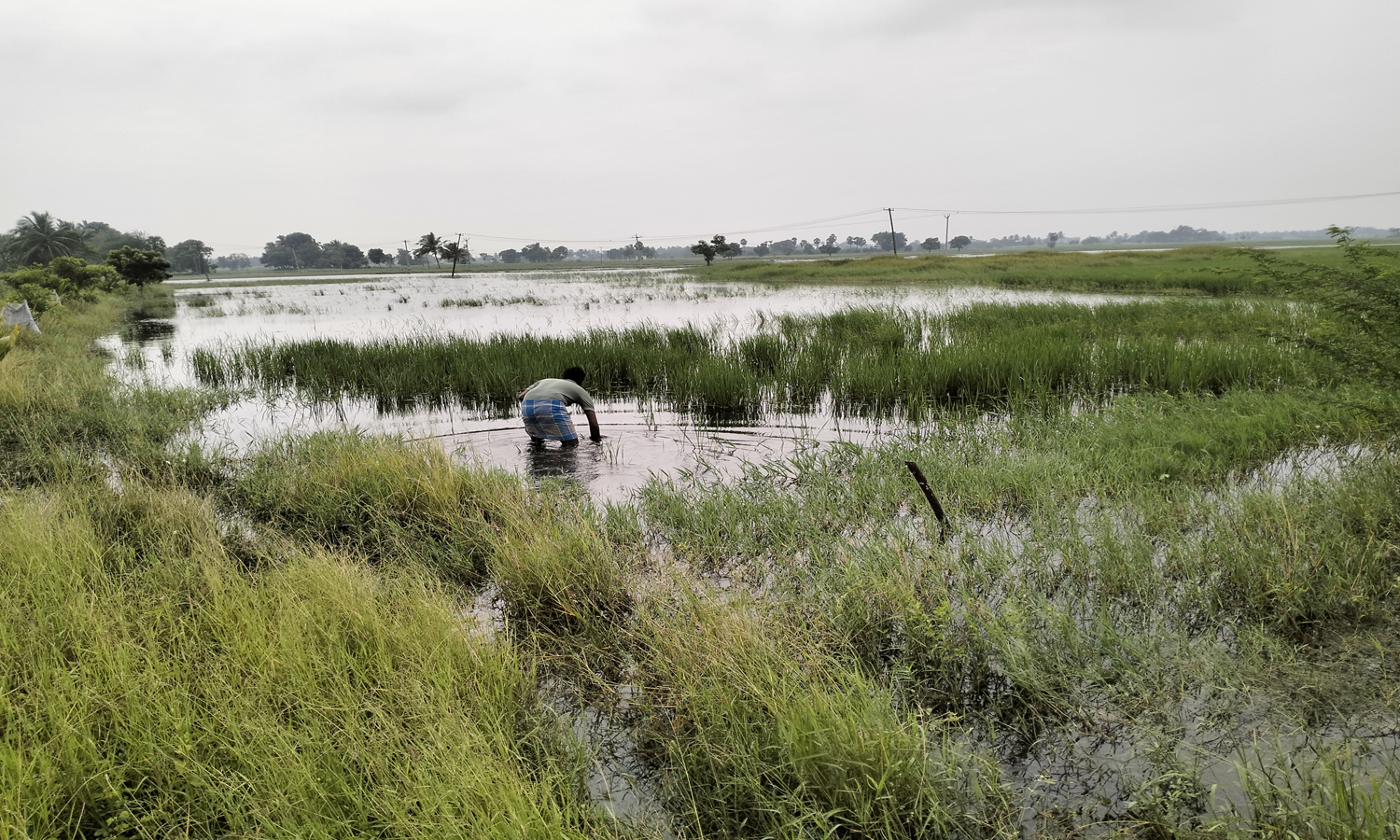 புவனகிரி பகுதியில் ஆயிரம் ஏக்கர் நெற் பயிர்கள் சேதம்