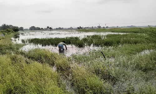 புவனகிரி பகுதியில் ஆயிரம் ஏக்கர் நெற் பயிர்கள் சேதம்