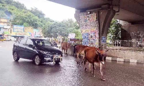 சாலையில் கூட்டமாக சுற்றி திரியும் மாடுகள்
