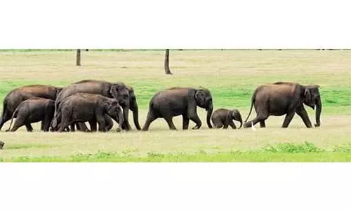 பத்தலப்பல்லி மலைப்பாதையில் இரவு பயணம் செய்ய வேண்டாம்