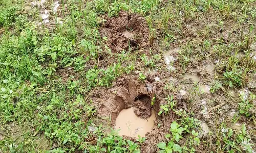 2-வது நாளாக காட்டு யானைகள் அட்டகாசம்