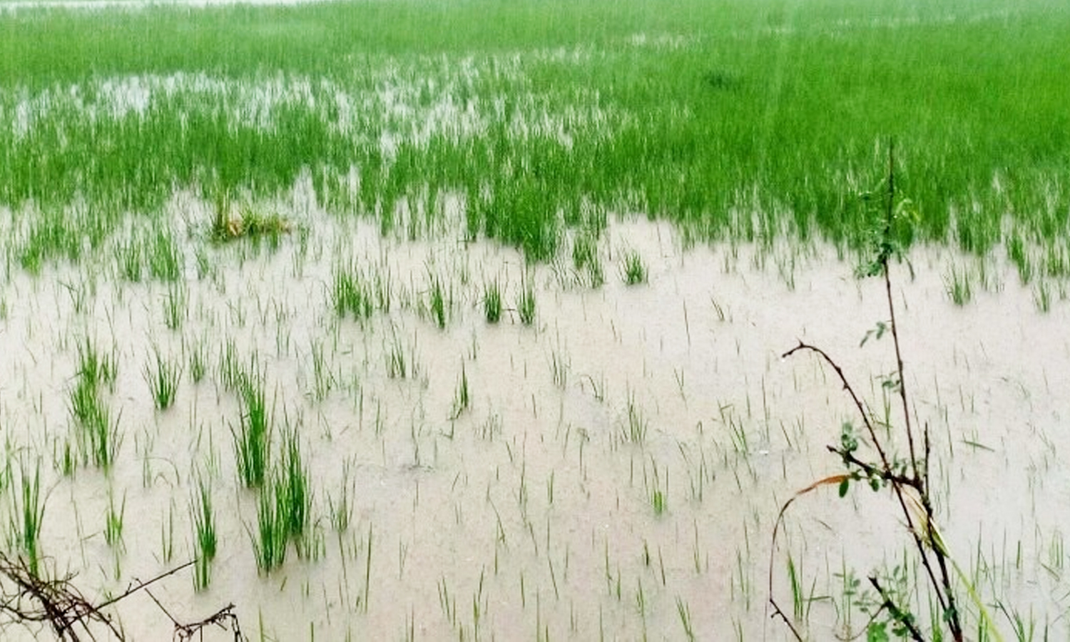 தொடர் மழையால் 52 ஏரிகள் நிரம்பின