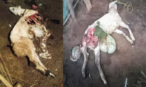 மர்ம விலங்கு கடித்து 6 ஆடுகள் பலி