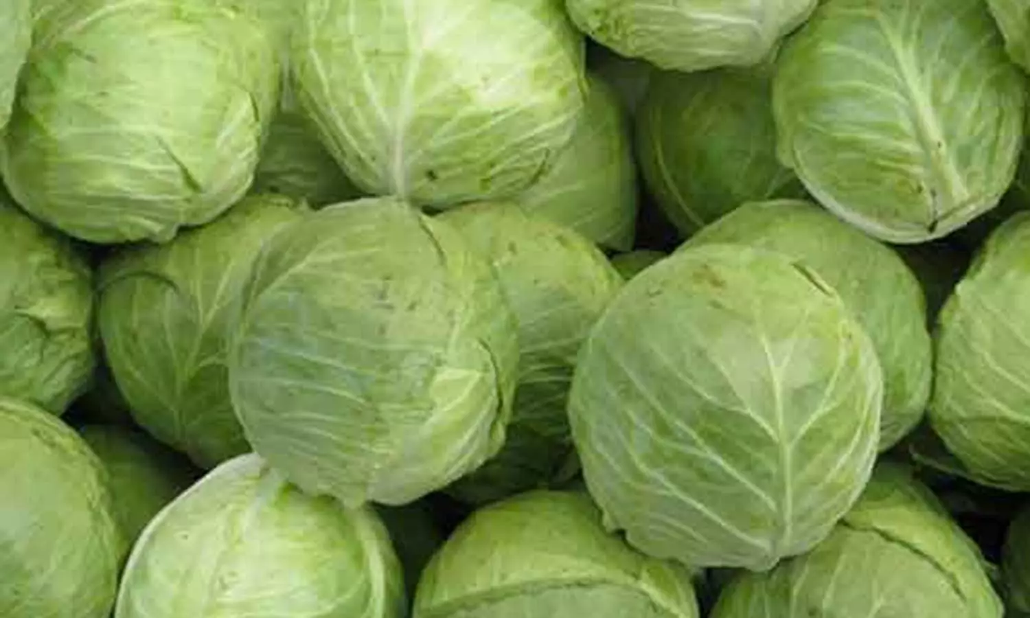 முட்டைகோஸின் மகத்துவம்