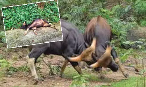 மலைச்சரிவில் ஆக்ரோஷமாக மோதிக்கொண்ட 2 காட்டெருமைகள்- 6 வயது ஆண் காட்டெருமை உயிரிழப்பு