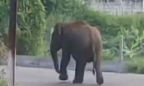 கிராமத்துக்குள் புகுந்த யானையை 2 மணி நேரம் போராடி விரட்டிய வனத்துறையினர்