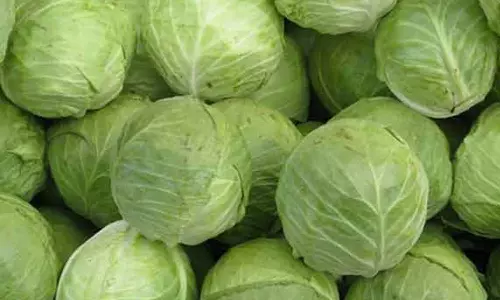 முட்டைகோஸின் மகத்துவம்