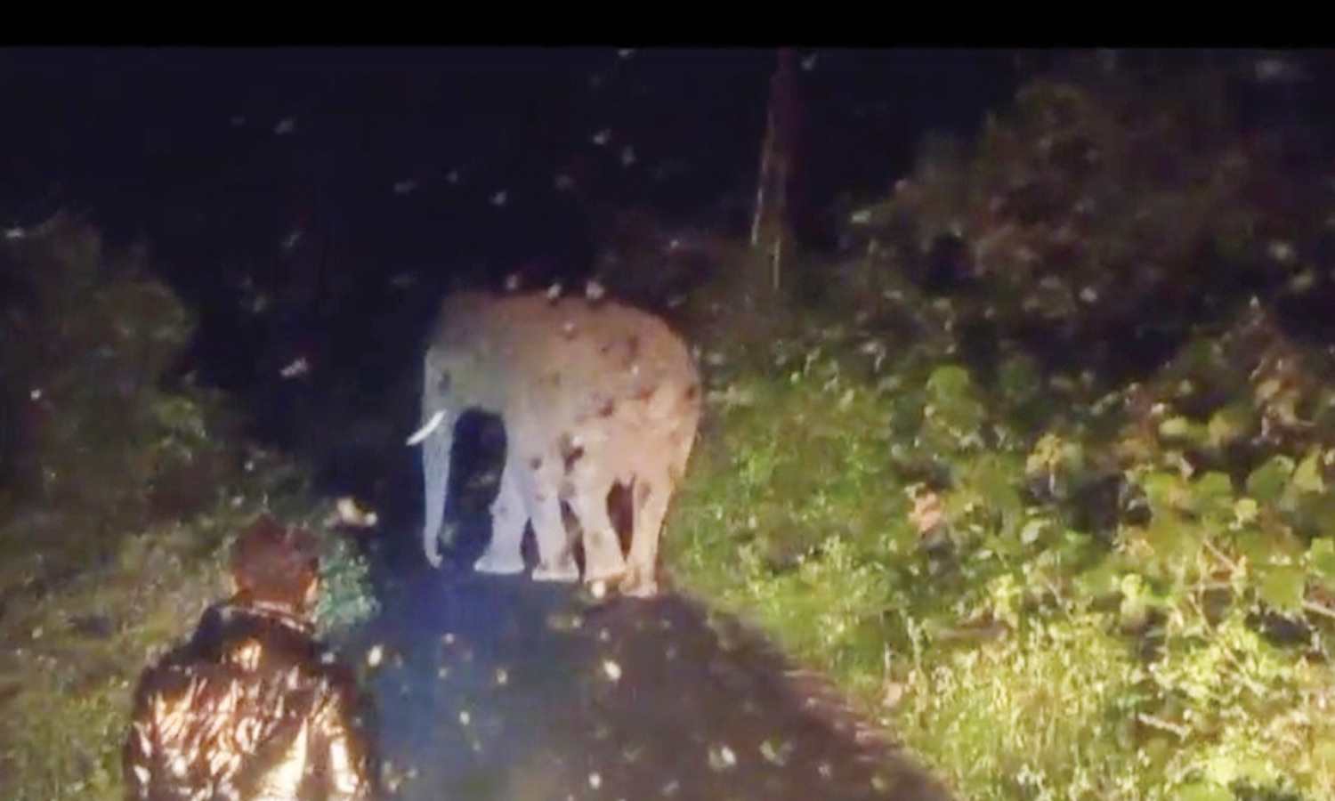 பஸ்சை வழிமறித்த ஒற்றை காட்டு யானை: வனத்துறை ஊழியரையும் விரட்டியதால் பயணிகள் அச்சம்