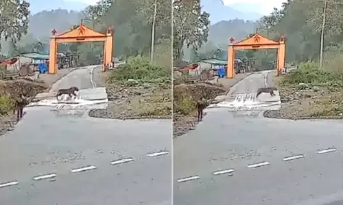 தேசிய பூங்கா அருகே சாலையில் நேருக்கு நேராக புலியை கண்ட நபர்