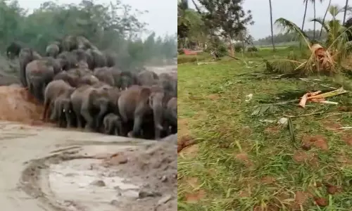 60 காட்டுயானைகள் கிராமத்திற்குள் புகுந்து