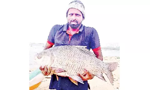 வெள்ளத்தில் சிக்கிய 20 கிலோ மீன்