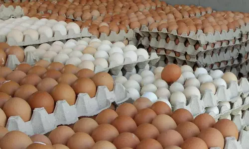 மத்திய பிரதேசத்தில் திறந்த வெளியில் இறைச்சி, முட்டை விற்க தடை