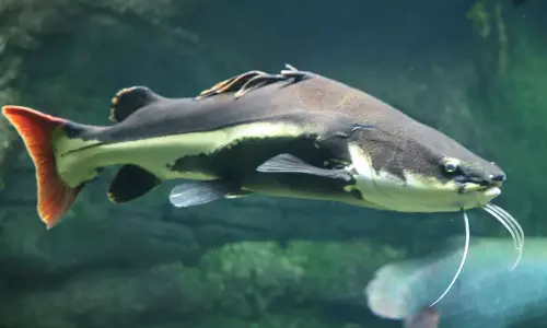 ஏரி மீன்களை அழிக்கும் வளர்ப்பு தங்க மீன்கள்- ஆய்வில் அதிர்ச்சி தகவல்