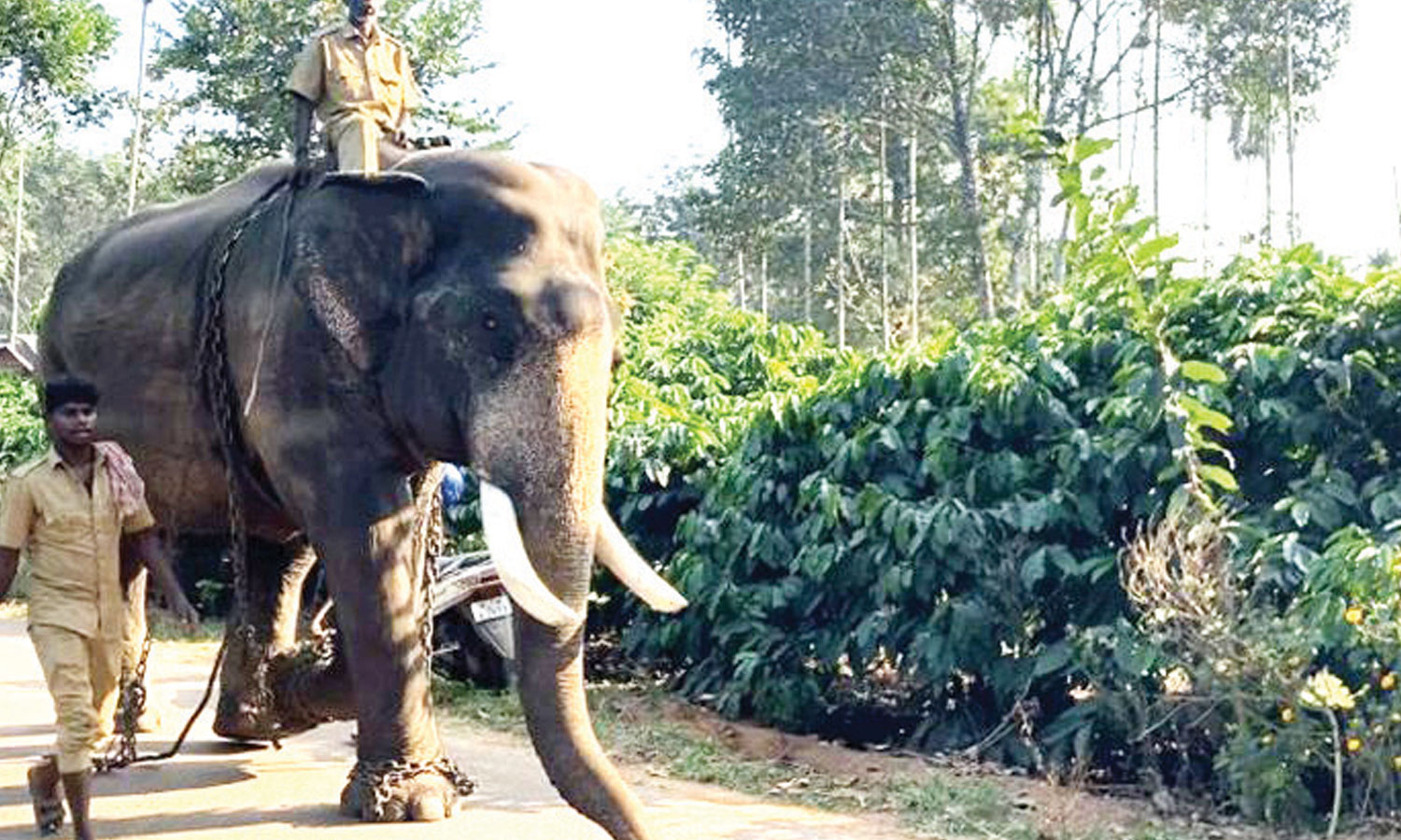 வயநாட்டில் விவசாயியை கொன்ற ஆட்கொல்லி புலியை பிடிக்க கும்கி யானைகள் வரவழைப்பு