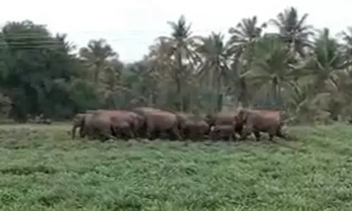 யானைகள் முகாமிட்டு விவசாய நிலங்களில் அட்டகாசம்