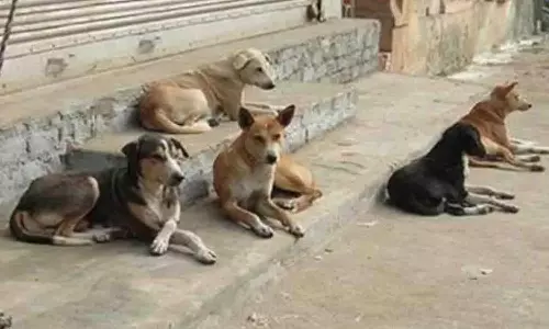 22 பேரை கடித்து குதறிய வெறி நாய்கள்