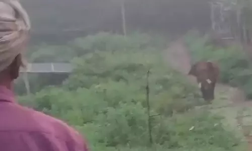 போ சாமி, போ.... விளைநிலத்திற்குள் நுழைய முயன்ற காட்டு யானையை பாசத்துடன் அனுப்பிய விவசாயி