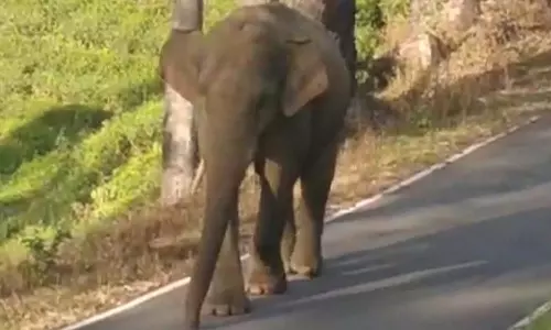 வால்பாறை ரோட்டில் பட்டப்பகலில் உலா வந்த ஒற்றைக் காட்டு யானை- பொதுமக்கள் அலறியடித்து ஓட்டம்