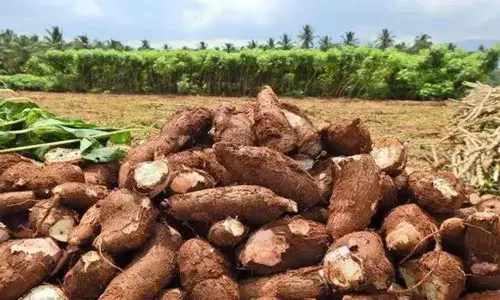 மன்மத கிழங்கு