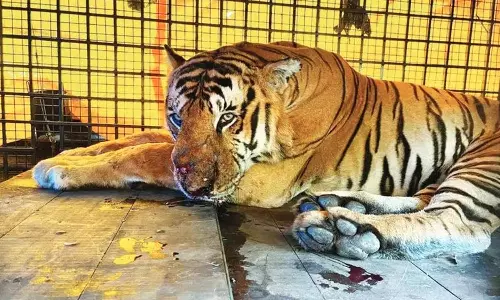 விவசாயியை கொன்று சாப்பிட்ட ஆட்கொல்லி புலி சிக்கியது