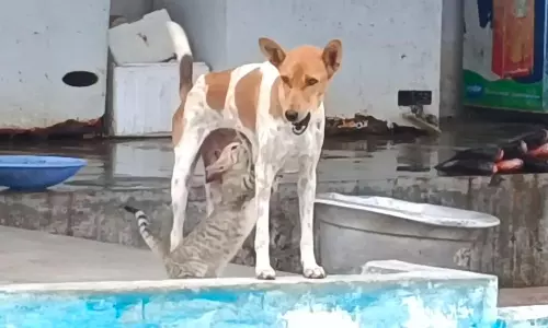 செங்கத்தில் பூனைக்கு பால் கொடுக்கும் நாய்
