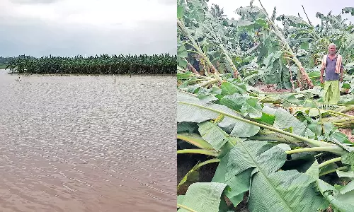 வெள்ளத்தில் மூழ்கிய விளைநிலங்கள்: 3 மாவட்டங்களில் வாழ்வாதாரத்தை இழந்து விவசாயிகள் தவிப்பு